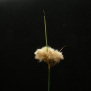 Moorpflanze Aster juniciformis Nördliche Aster 